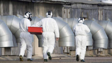 İngiltere’de çiftlikte çalışan iki kişide kuş gribi tespit edildi