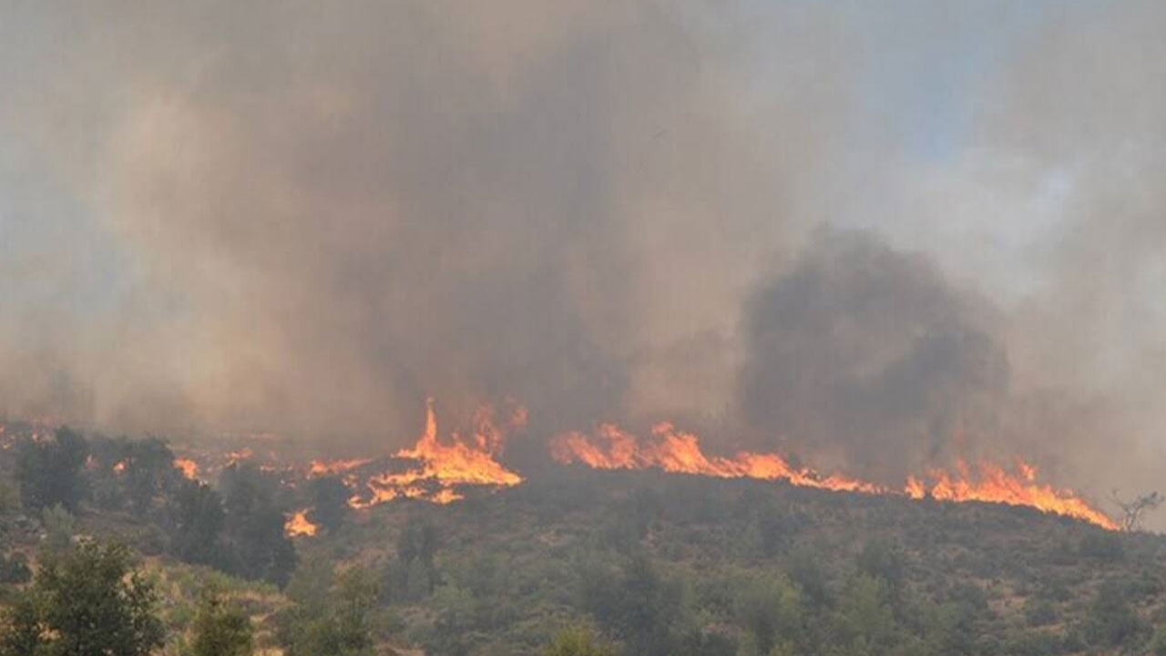 Kazakistan’da orman yangını! 60 bin hektardan fazla alan yanıyor!