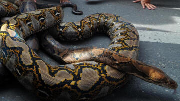 Endonezya’da kan donduran olay! 5 metrelik piton, bir kadını yuttu