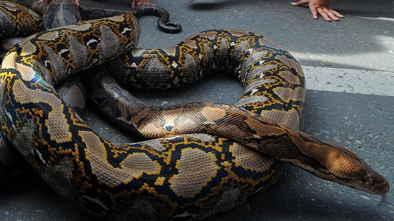 Endonezya’da kan donduran olay! 5 metrelik piton, bir kadını yuttu