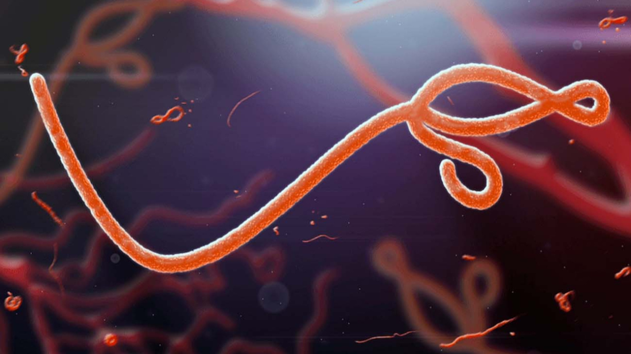 Ebola virüsü yeniden hortladı! Belirtileri…