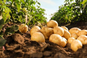Toprak Ürünleri Kurumu (TÜK) patates alım fiyatını 30 TL olarak belirledi