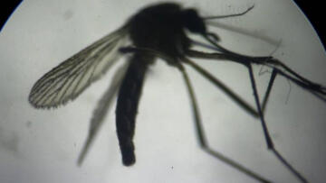 Yunanistan’da Batı Nil virüsüne karşı uyarı