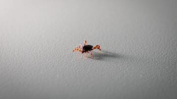 Kulak ağrısı şikayetiyle hastaneye giden çocuğun kulağından kene çıkartıldı