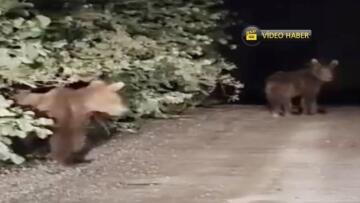 Kastamonu’da yolda beliren ayı sürücüyü şaşırttı