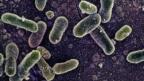 Belçikadaki Salmonella salgınında vaka sayısı 318e yükseldi.